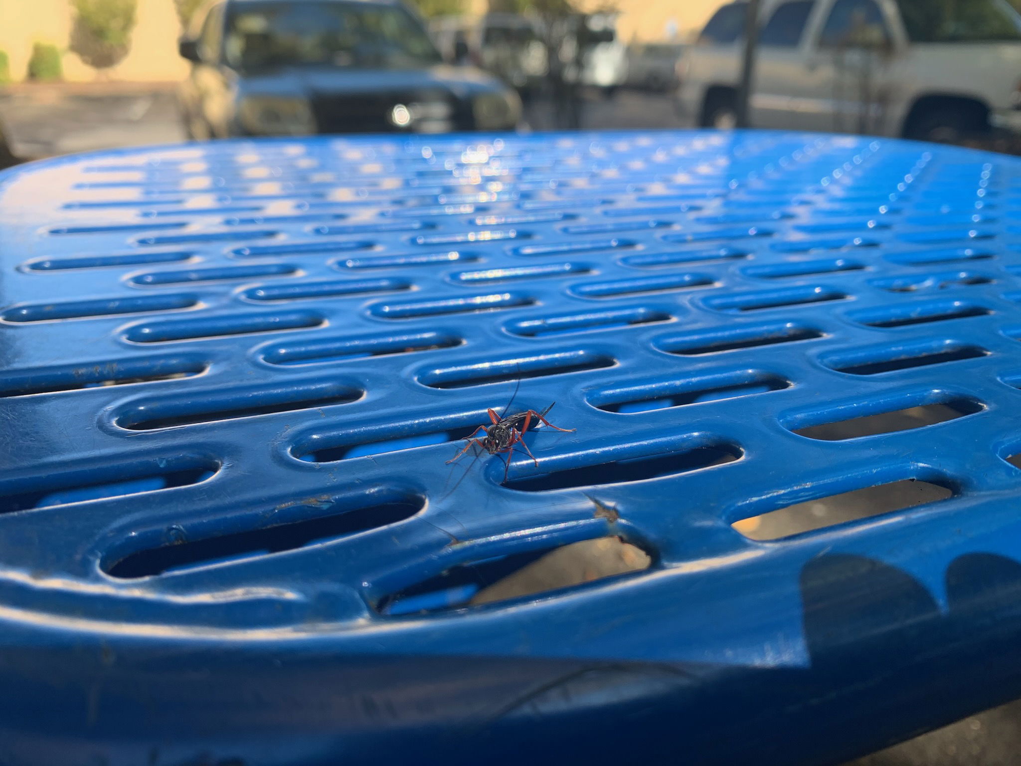 Red-legged spider wasp on a vivid blue, metal bus stop seat.