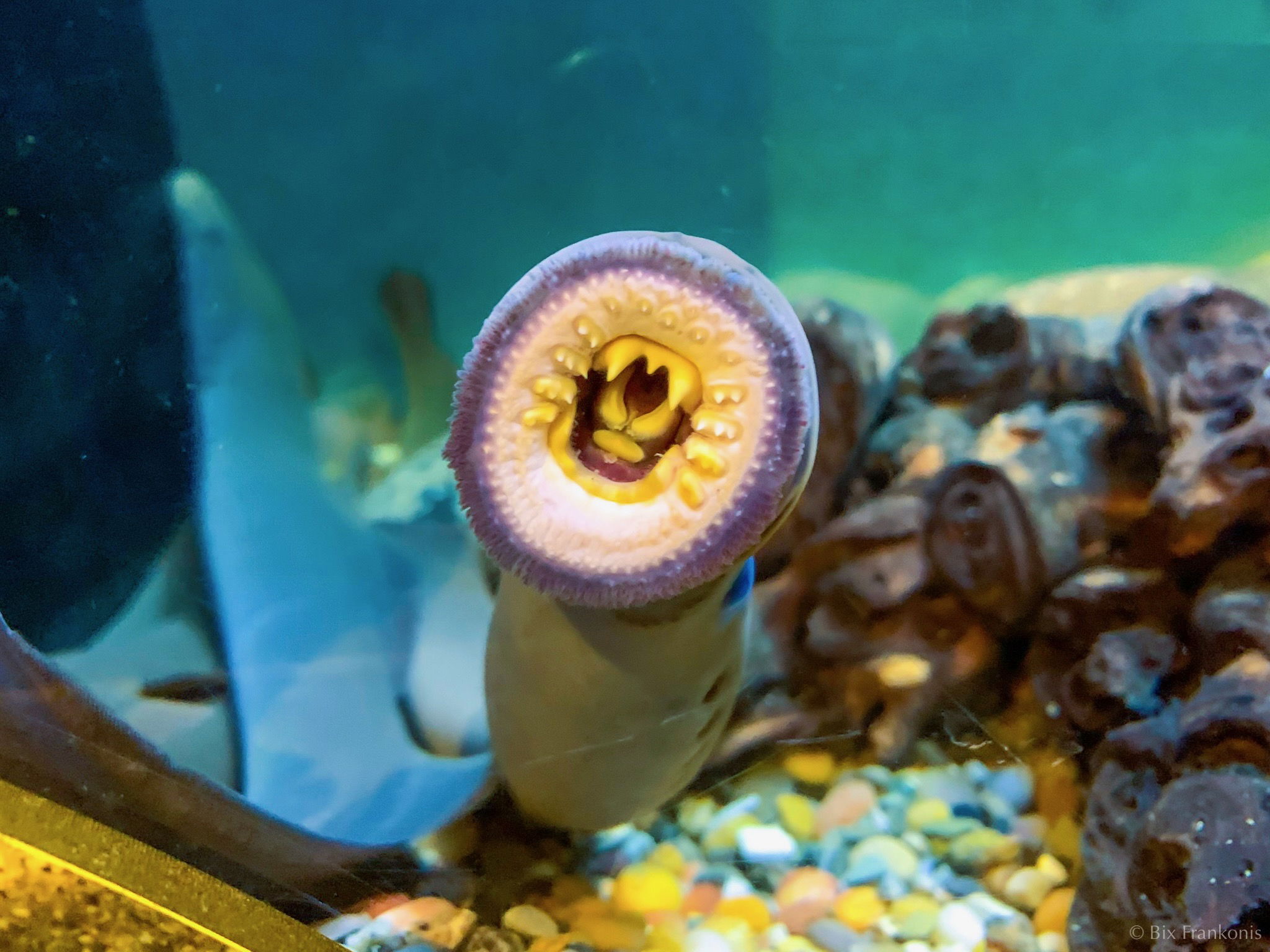 A lamprey’s open mouth suckered against the glass.