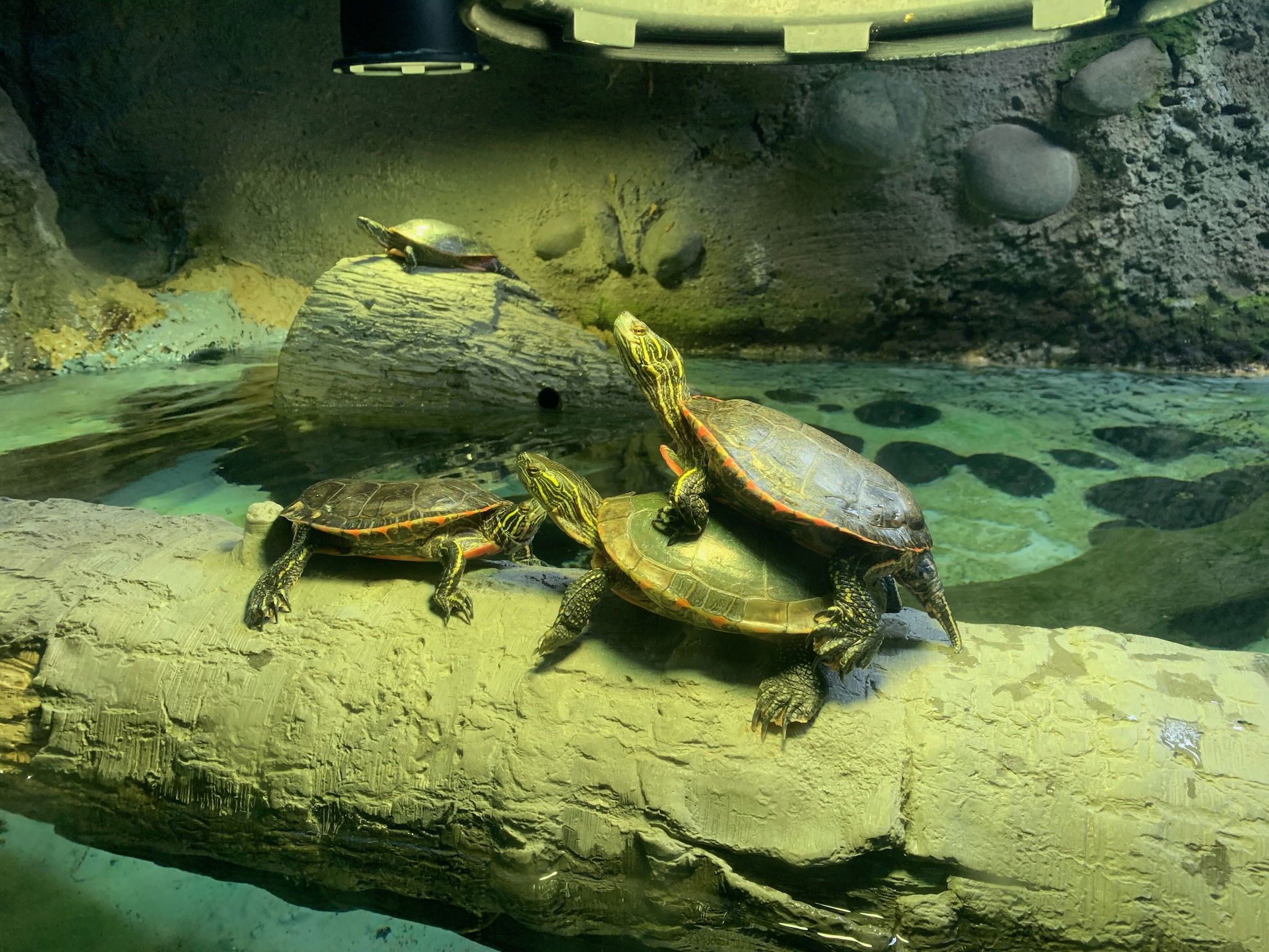 Three turles on a log, two facing each other, one on top of one of those, and a fourth in the background on another log.