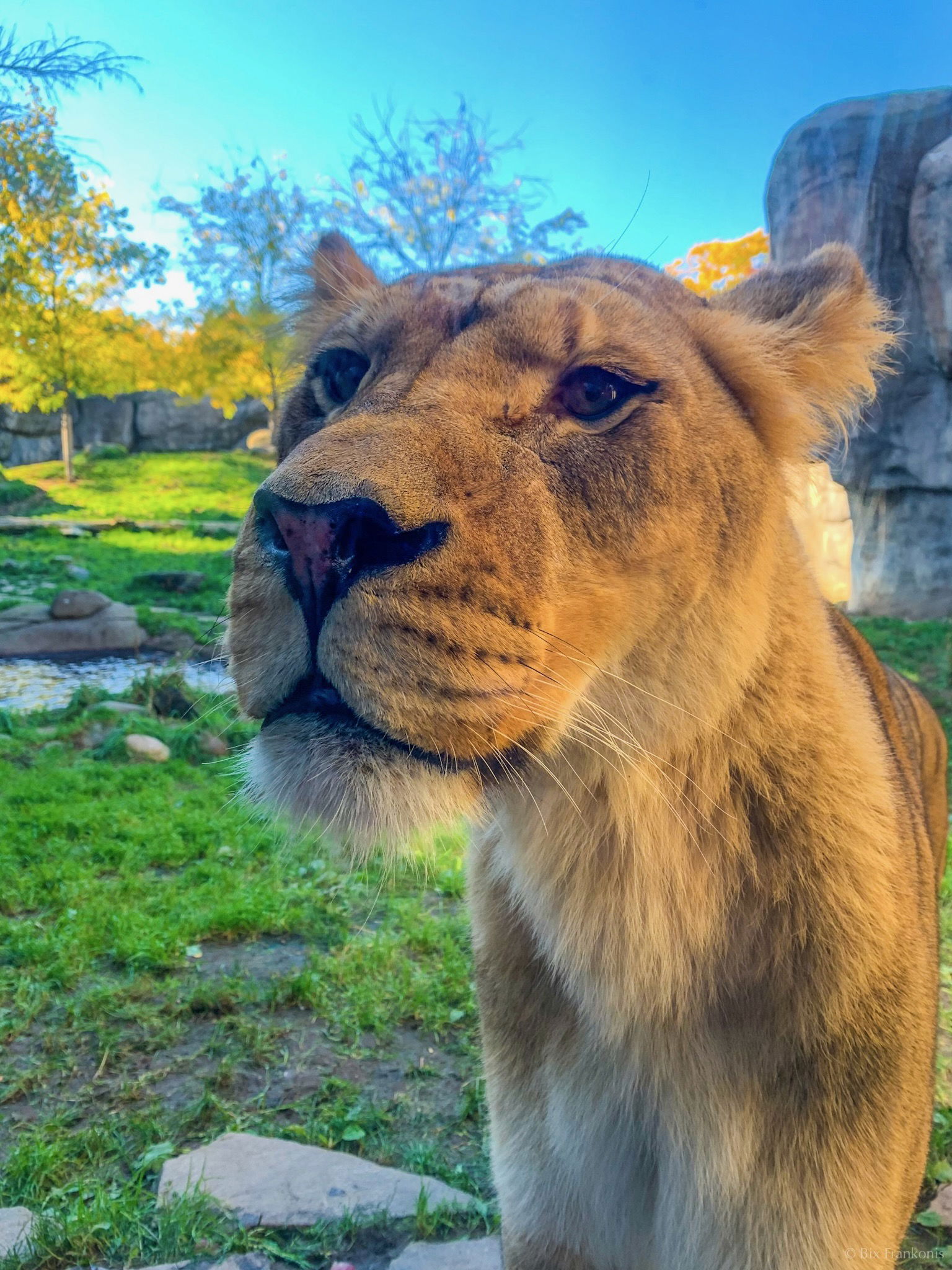 Close angle on a curious lionness spying something past the photographer.