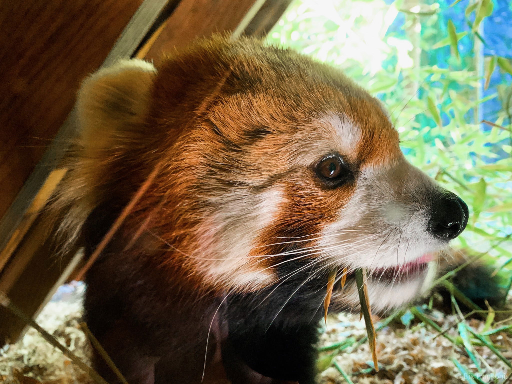 Close profile view of a red panda in small hutch, eating.