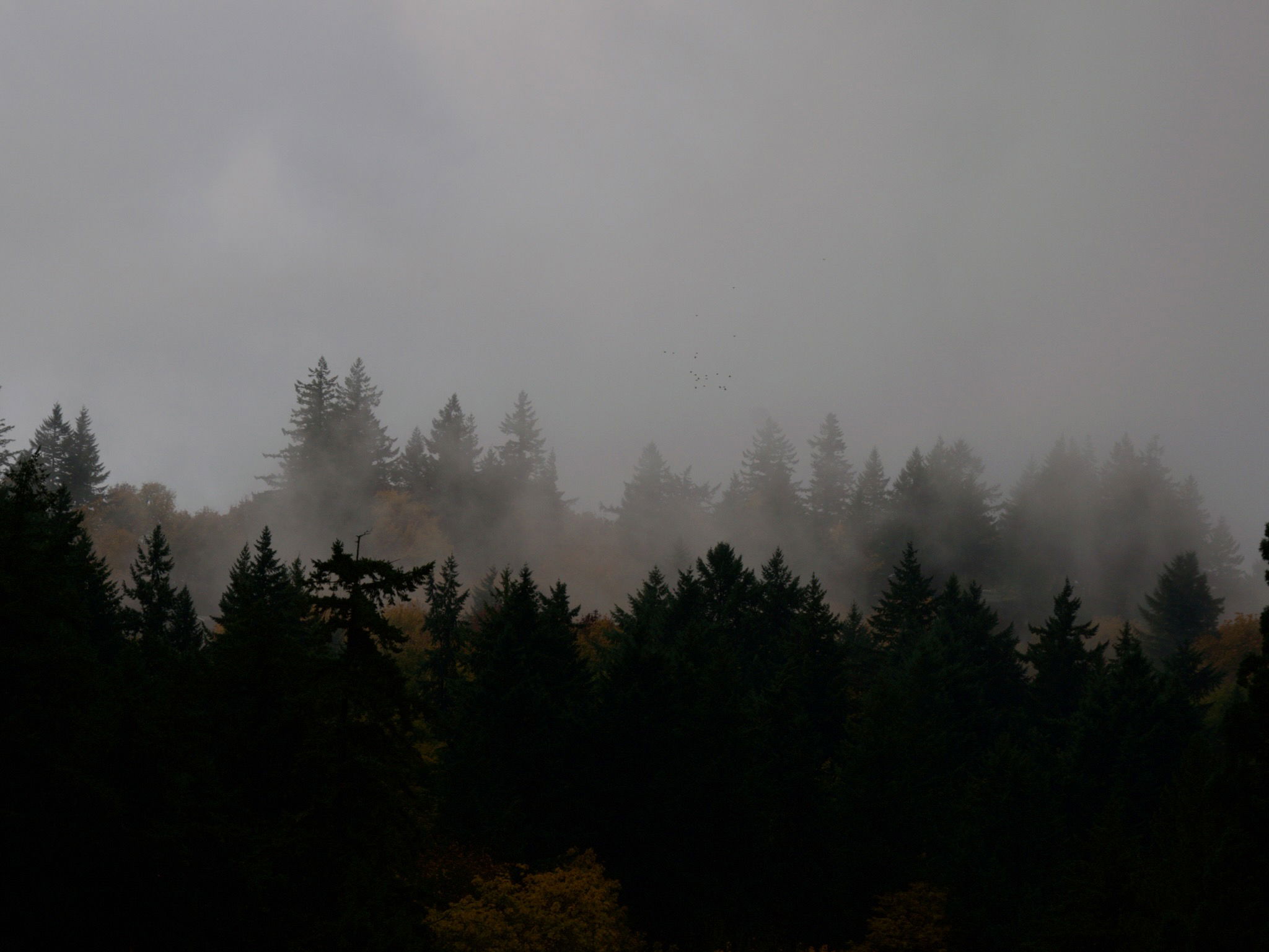 Fog through trees in the distance.