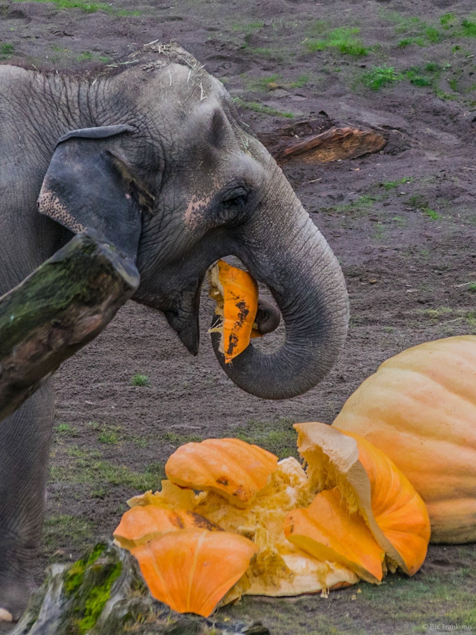 Profile of an elephant lifting pumpkin into her mouth with her trunk.