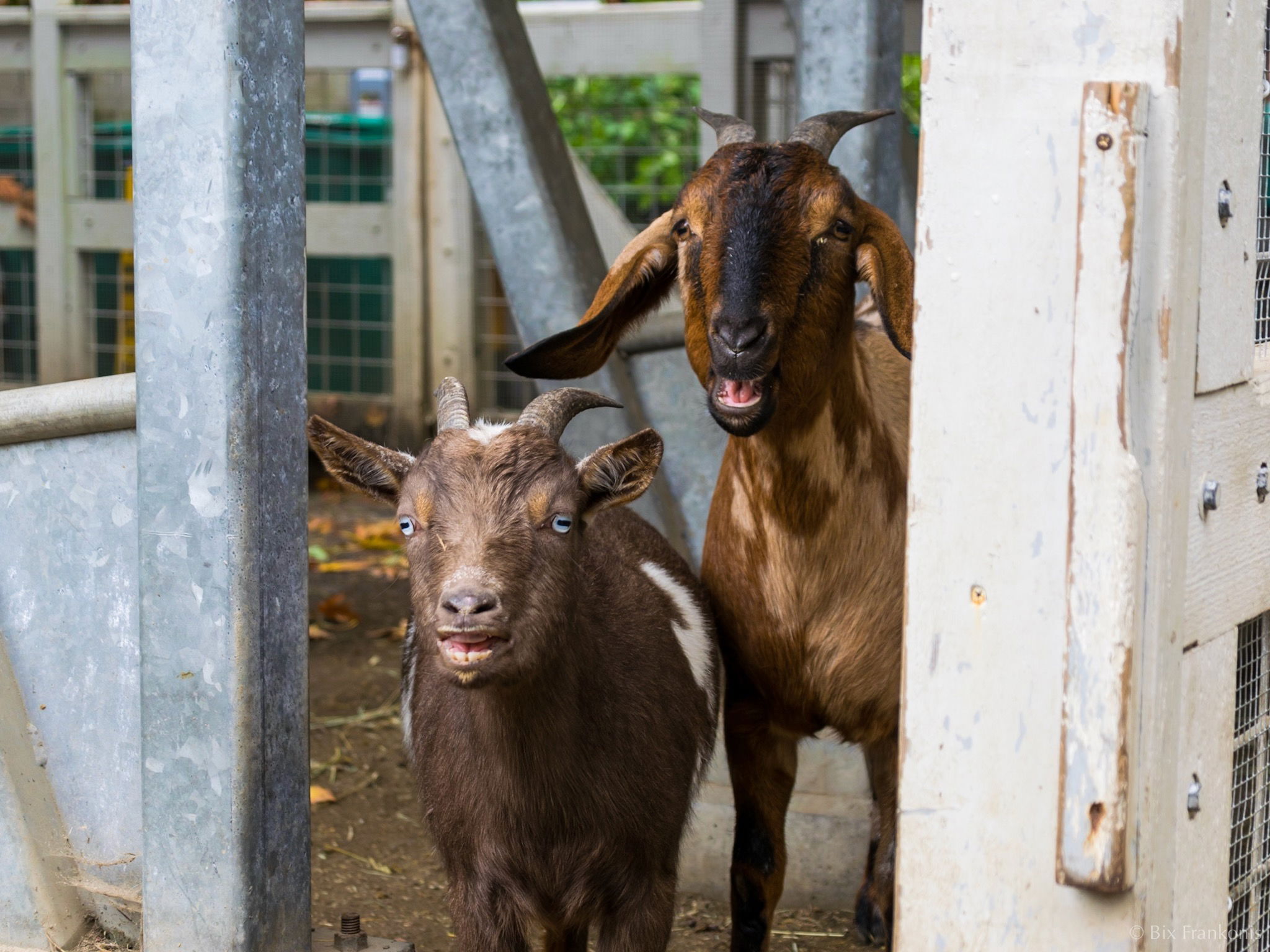 Two goats, one a brown Nigerian dwarf and the other a brown, mottled mini-Nubian, yelling.