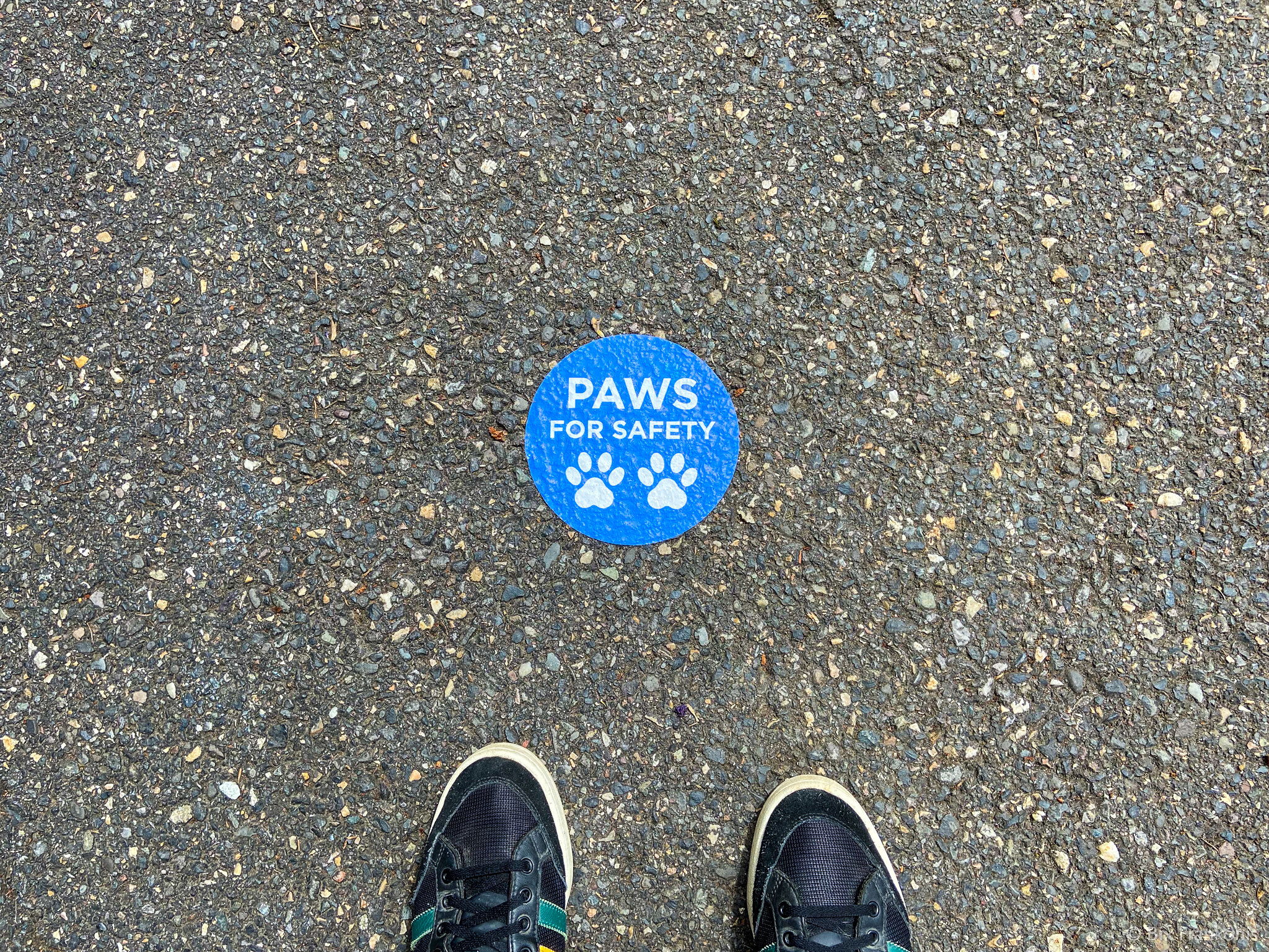 Looking down at the tips of a pair of shoes standing at a sidewalk sticker reading “PAWS FOR SAFETY”