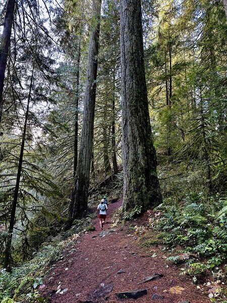 A runner in the distance on a trail near large evergreen trees