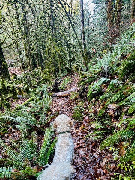 Goldendoodle dog on a trail veered in leaves. Trails is in green damp foliage of ferns and mossy trees.