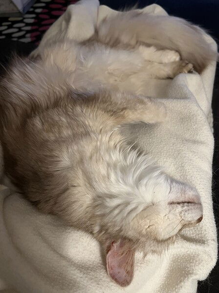 A creamy-caramel coloured long haired cat curled up on a white blanket. What you mostly see is floof, but also the pink, freckley inside of one ear. She seems very comfortable.