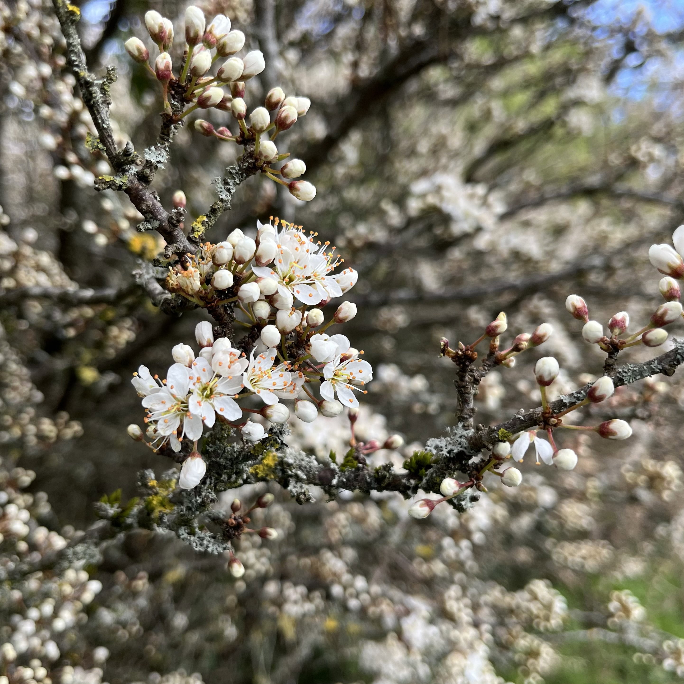 A cluster of the frothy white flowers of blackthorn nestling in among the sharp thorns.