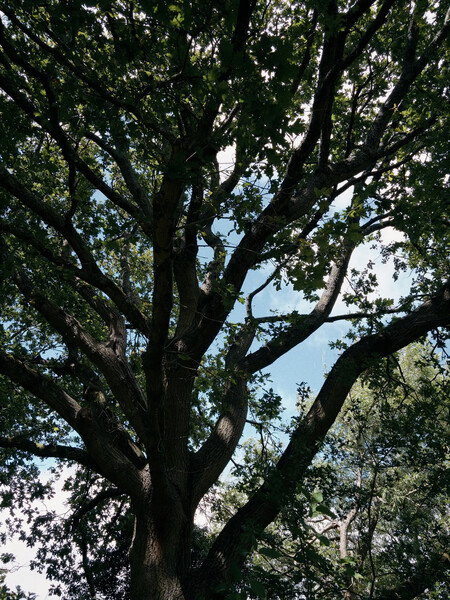 Summer is my least favourite season, especially when there are heatwaves. The glorious shade cast by large trees is my refuge.