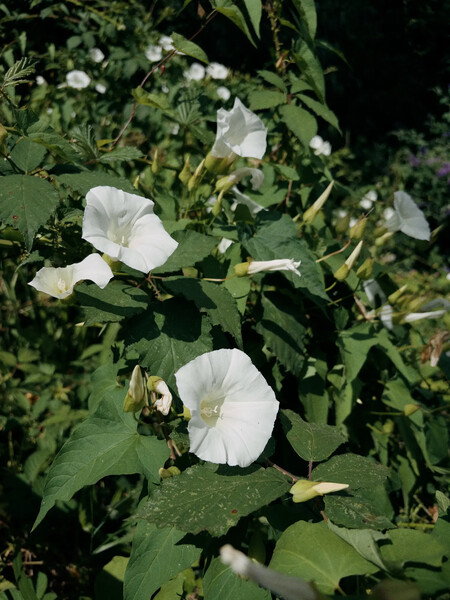 Some Convolvulus flowers by a small stream.