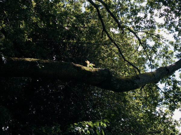 A little sprout of oak leaves taking the spotlight (as it should!) on a large branch of an oak tree. The lighting was so theatrical, it caught my eye.