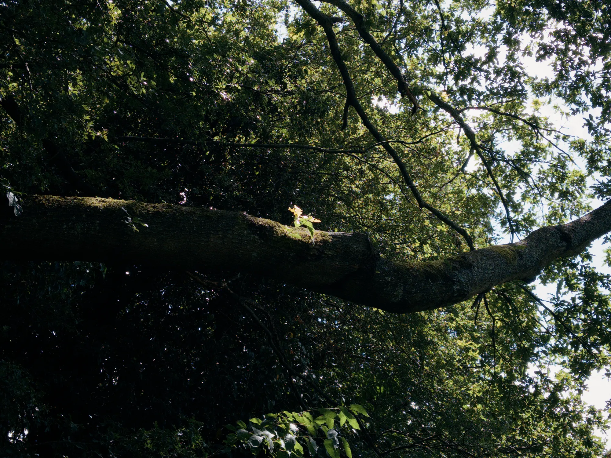 In the foreground, a large branch of an oak tree crosses the frame midway, horizontally. In the middle of the frame, on top of the branch, a little shoot of new oak leaves is bathed in a patch of sunlight like a spotlight, making it glow. The backdrop is dense foliage.