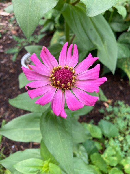 Picture of a pink zinnia flower, growing in front of a corn stalk in my garden last summer