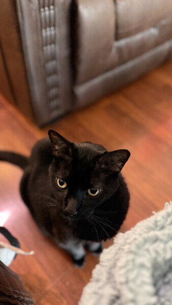 Onyx, a Bombay cat with black fur and golden eyes, sits on a wooden floor staring quite sternly at the camera.

There’s a brown faux-leather couch in the background. 