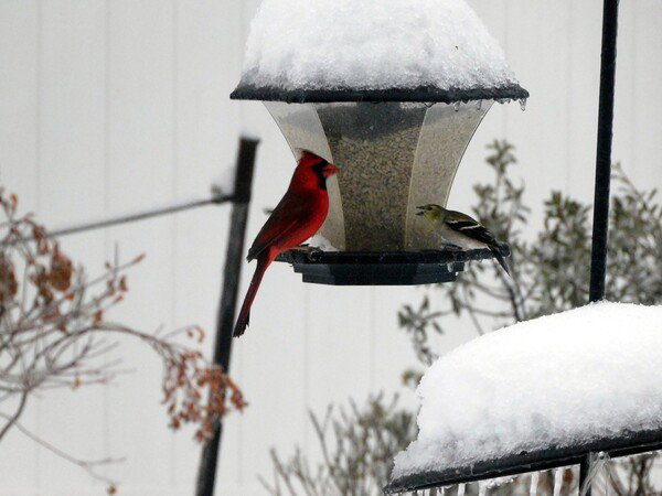 Cardinal on a birdfeeder with snow