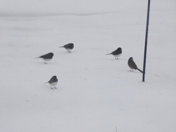 Dark eyed Juncos in the snow