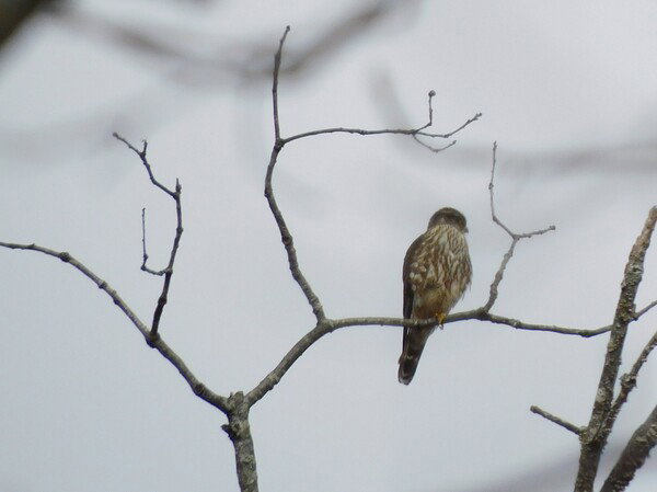 The highlight of this morning's birding outing, a Merlin. 