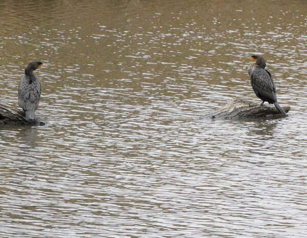 Two Cormorants hanging out on a log