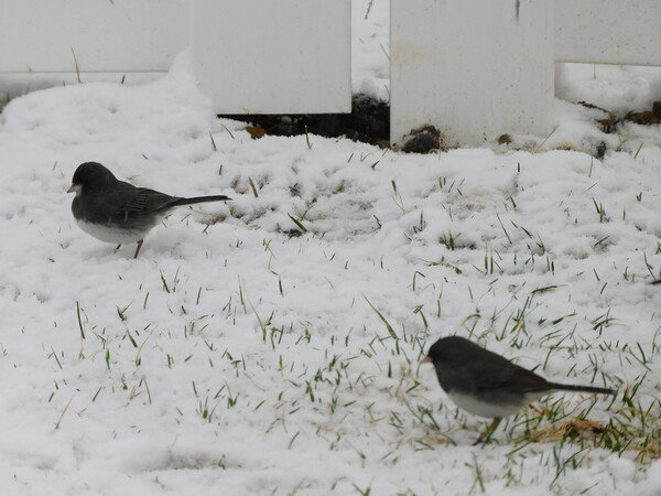 2 dark-eyed Juncos in the snow