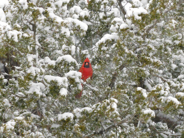 Red cardinal in a snowly pine tree