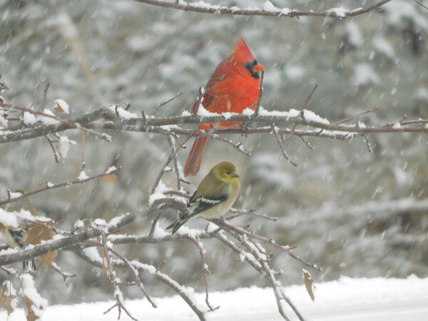 Red cardinal and a goldfinch on a snowy branch