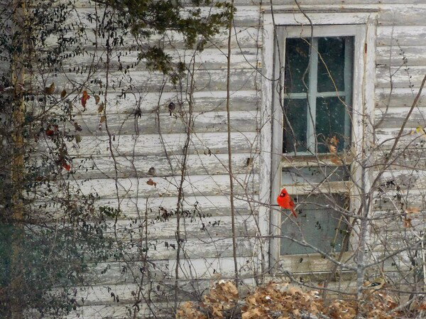 Male Northern Cardinal on a bare branch with a weathered farmhouse in the background.