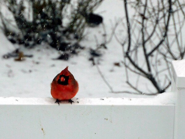 Northern Cardinal on a white fence in the snow