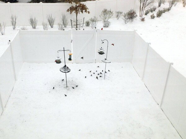 Many birds at my bird feeders in the snow