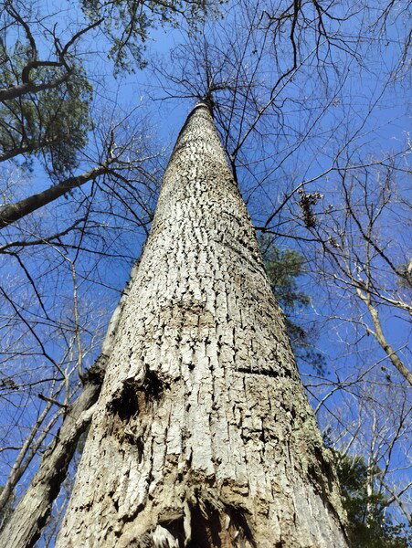 Tree trunk stretching straight up to a clear blue sky.