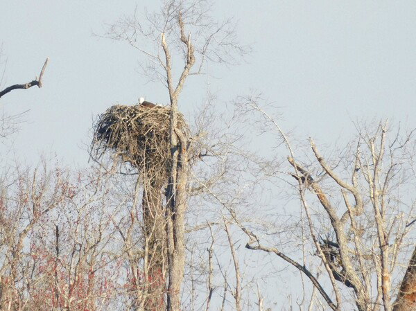 Bald eagle in the nest