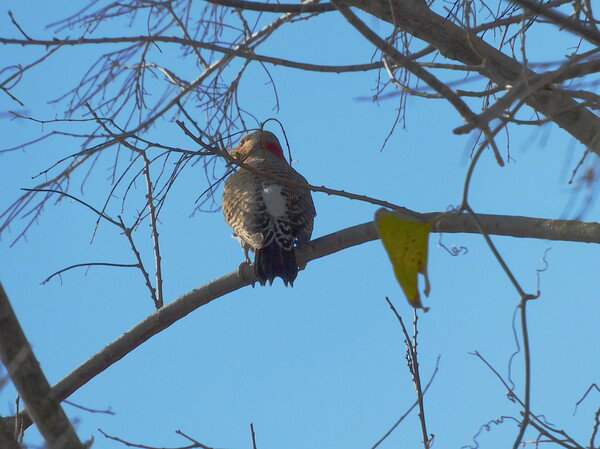 Northern Flicker on a branch