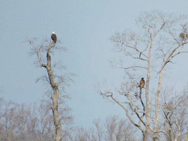 2 bald eagles in branches