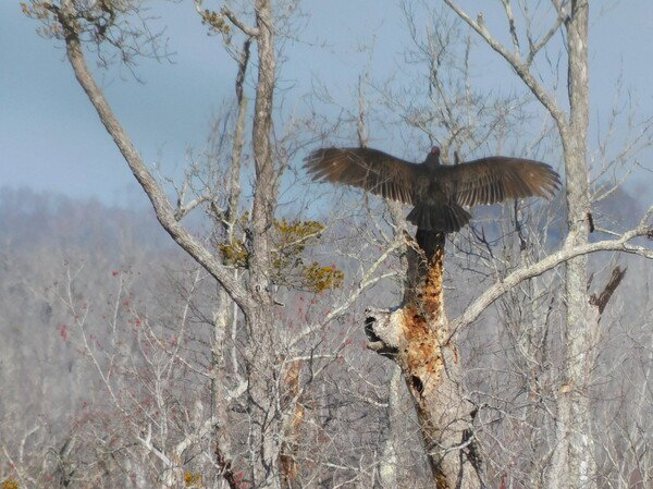 Turkey vulture catching some rays