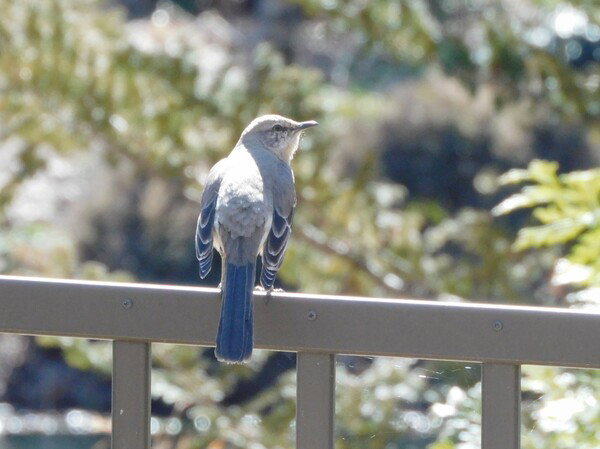 Northern Mockingbird on a railing