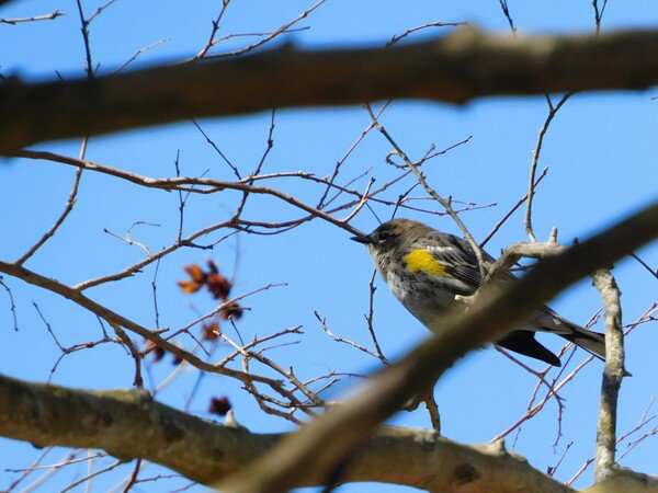 Yellow-rumped warbler on a branch