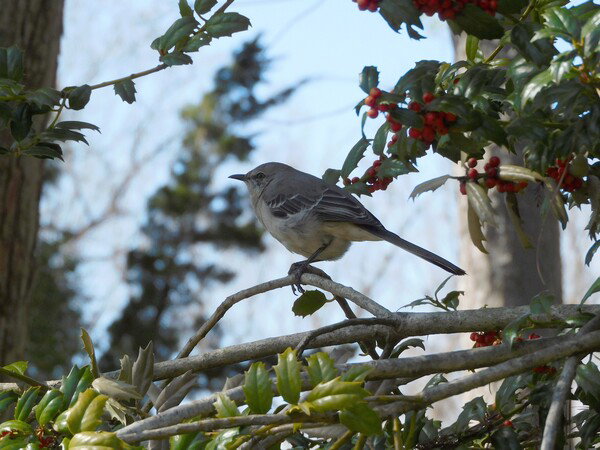 Northern Mockingbird on a holly branch with holly leaved and red berries 