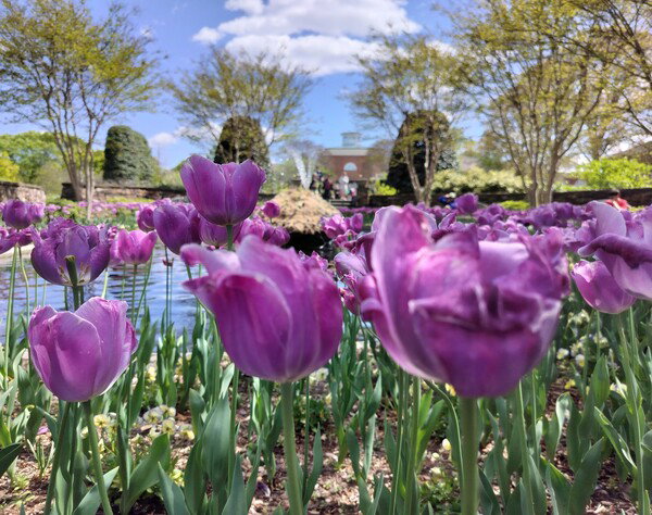 Purple tulips at Lewis Ginter Botanical Gardens.