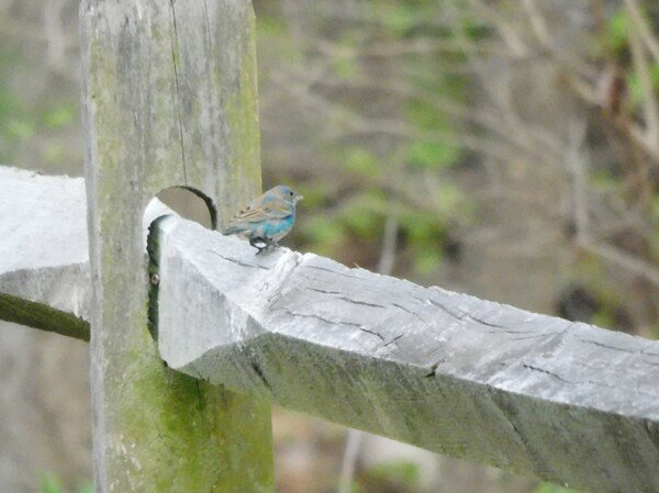 Juvenile Indigo Bunting, who is not quite all blue yet.