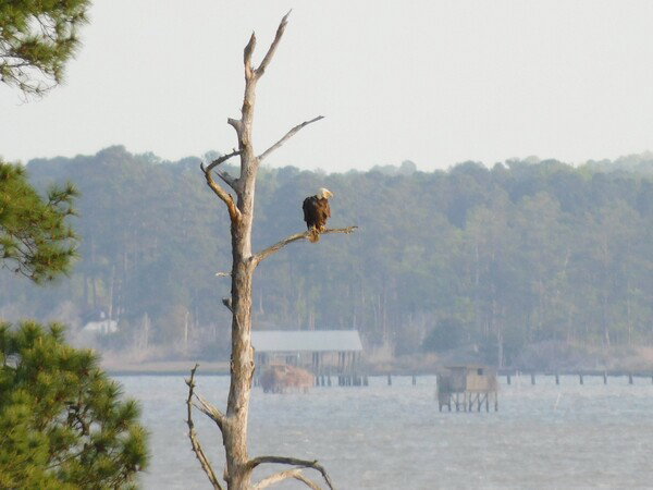 Bald eagle on a dead tree overlooking the York River