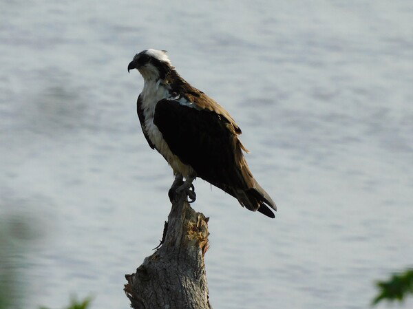 Osprey on a stump in the York River