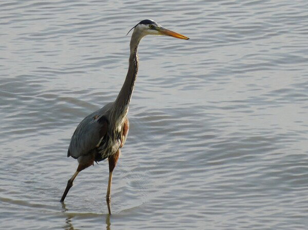 Great Blue Heron wading in shallow water