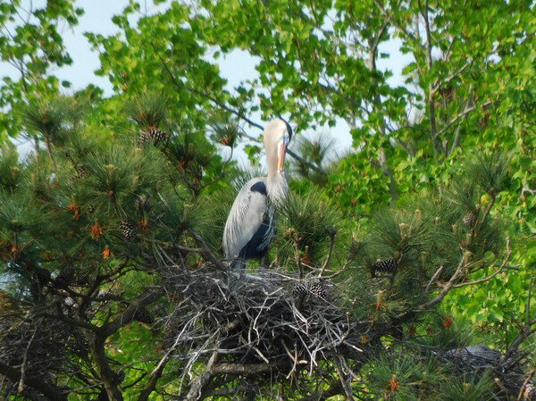 Great Blue Heron sitting a nest in a pine tree