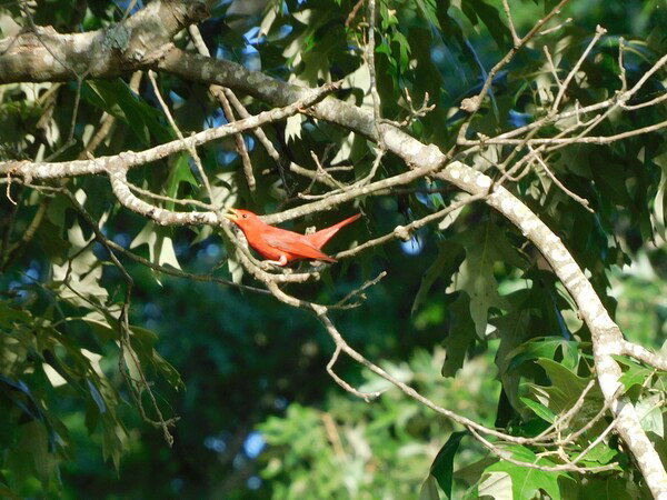 Bright red Summer Tanager on a bare branch