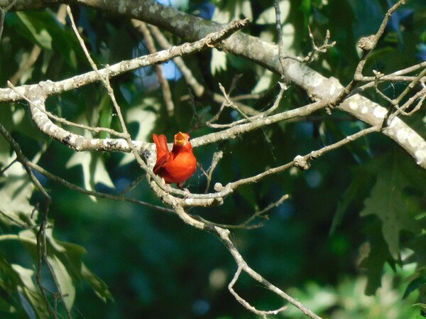 Bright red Summer Tanager on a bare branch