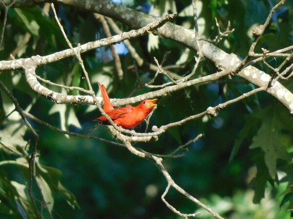 Bright red Summer Tanager on a bare branch