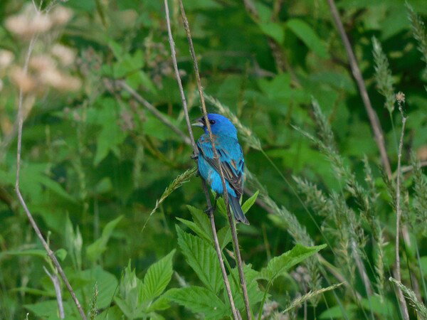 Indigo bunting on a twig