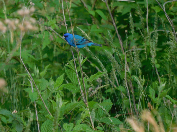 Indigo bunting on a twig