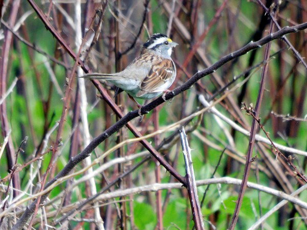 White throated sparrow on a twig