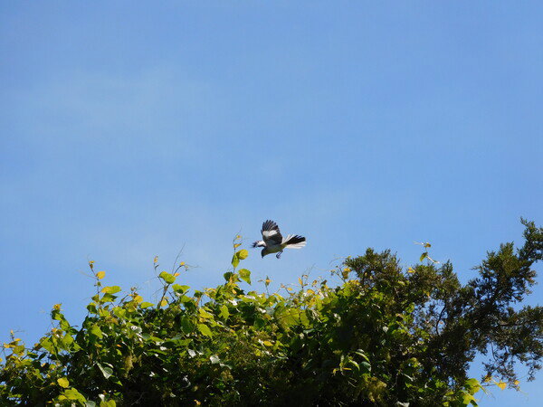 Northern Mockingbird coming in to land